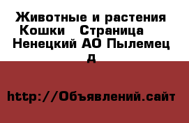 Животные и растения Кошки - Страница 2 . Ненецкий АО,Пылемец д.